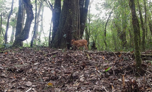 贡山麂（红外相机截图）.jpg