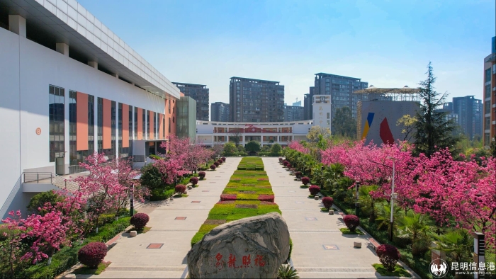 星光大道樱花 (2)