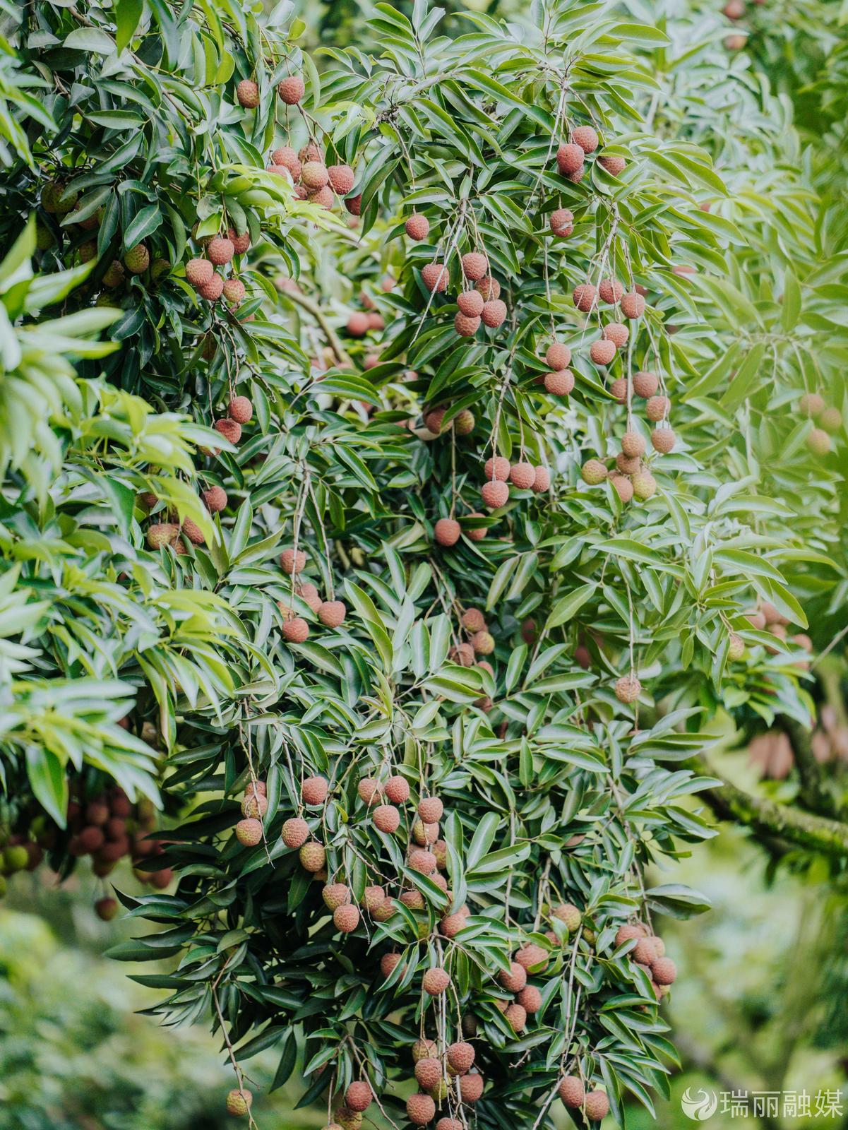《长安的荔枝》看了吗？快来当“荔枝使” 解锁枝头鲜甜！_昆明信息港
