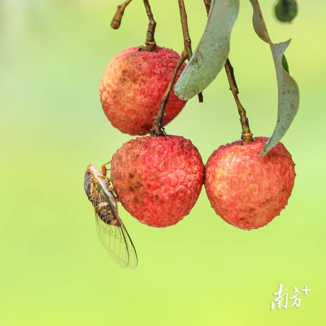蝉鸣荔红,是夏日特有的邂逅。南方+拍客 卞伟峰 摄 蝉鸣荔红,是夏日特有的邂逅。南方+拍客 卞伟峰 摄