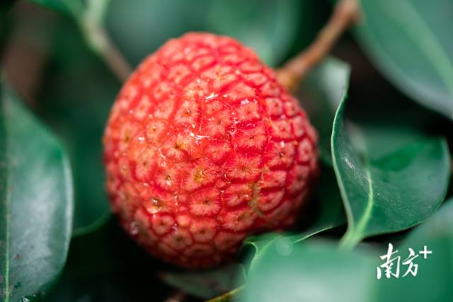 诱人的荔枝。 诱人的荔枝。