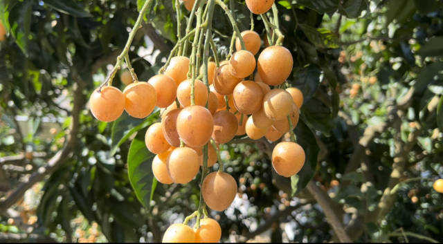 圆润饱满的黄皮。 圆润饱满的黄皮。