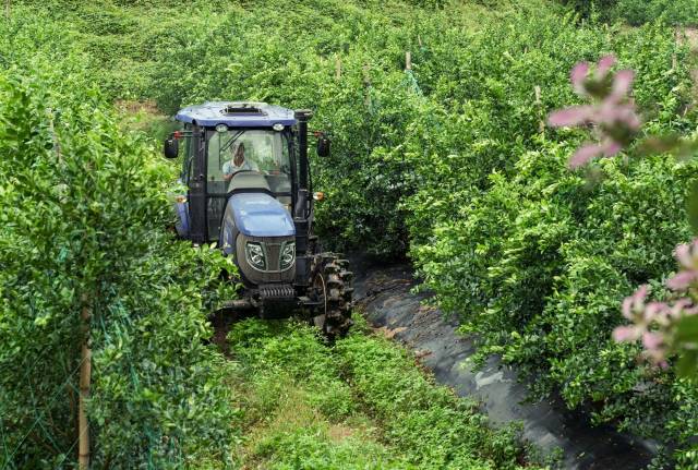 除草拖拉机在果林中工作。 除草拖拉机在果林中工作。