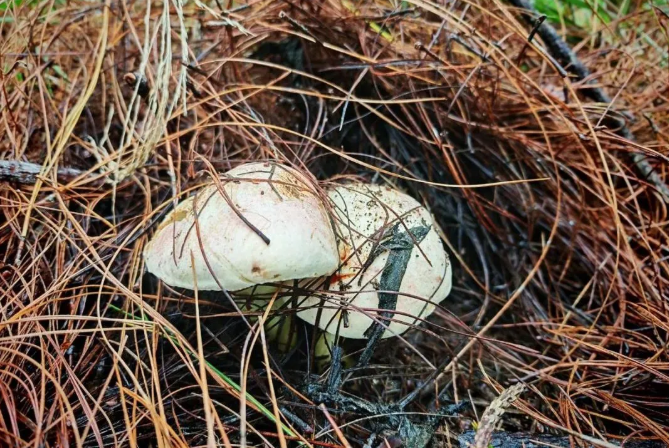 64e2b7e4871fee8934ad89a39ed2eff2