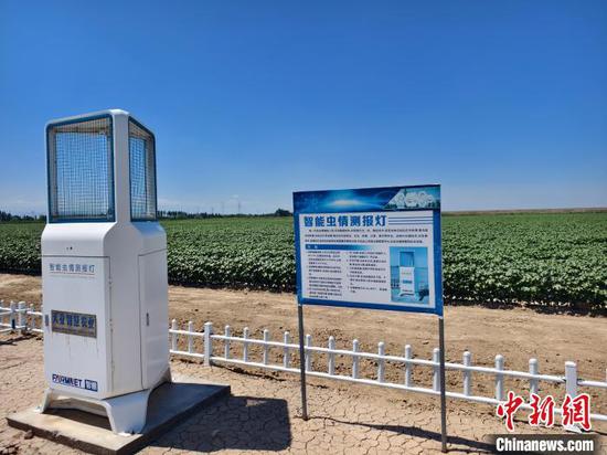 A smart pest monitoring lamp operates in a cotton field in Shihezi, northwest China’s Xinjiang Uygur Autonomous Region, June 28, 2025. (Photo: Wang Jing)
