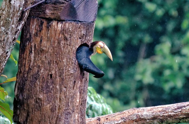 雏鸟将身体挤出巢箱准备出巢（颜秋 摄）.jpg