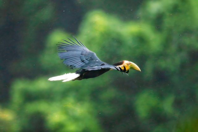 雏鸟飞出人工巢箱（颜秋 摄）.jpg