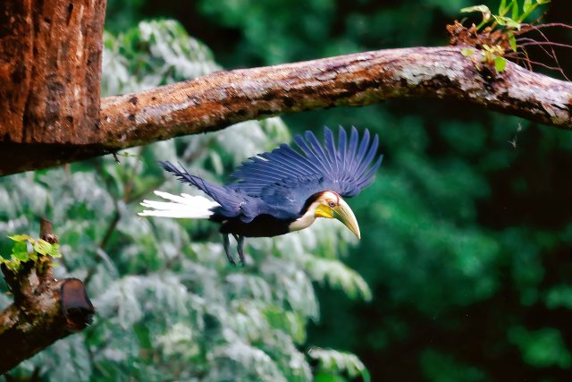 雏鸟出巢瞬间（颜秋 摄）.jpg