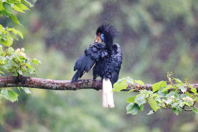 雌鸟出巢梳理毛发（颜秋 摄）.jpg