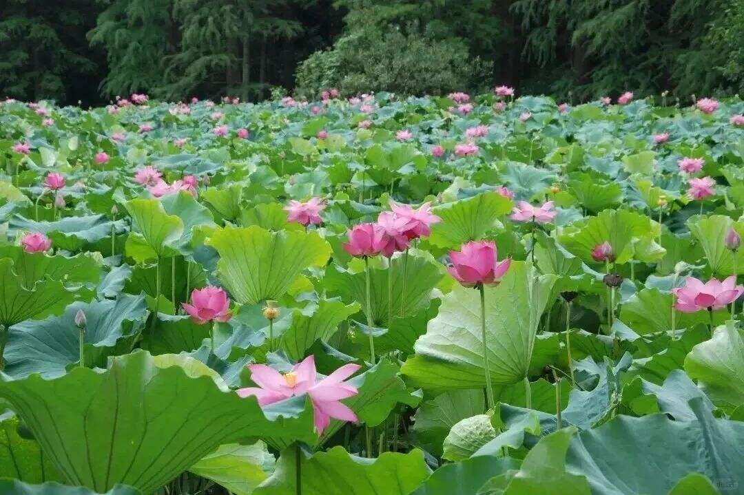 江尾社区 (1).jpg