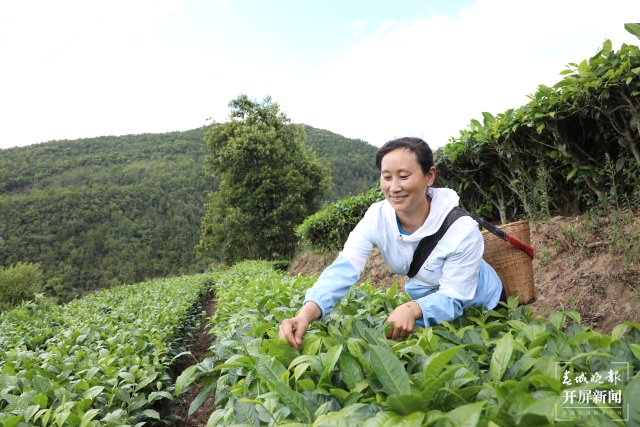 李江琼采摘茶叶 陶平 摄.JPG