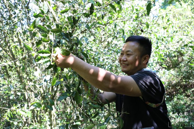 李德化在采摘乔木茶2 陶平 摄.JPG