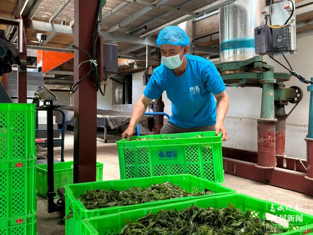 竹山茶加工 陶平 摄.jpg