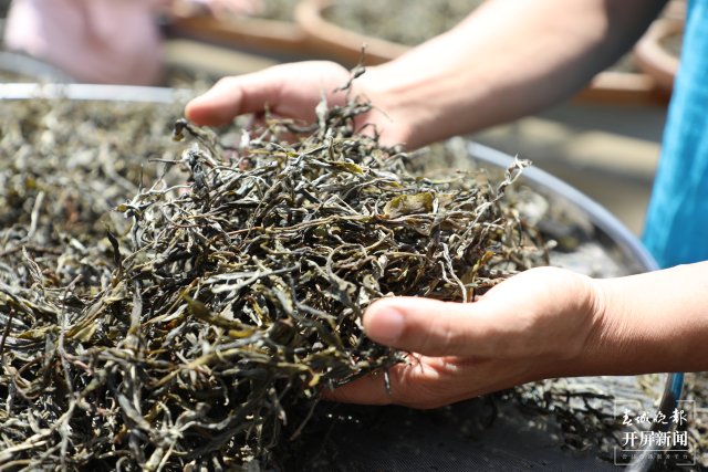 竹山茶2 苏红亮 摄.JPG