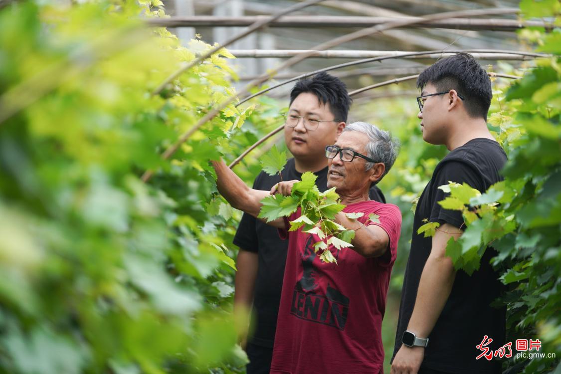 直播助农、健康义诊、扮靓街巷……青年学子暑期返乡服务桑梓