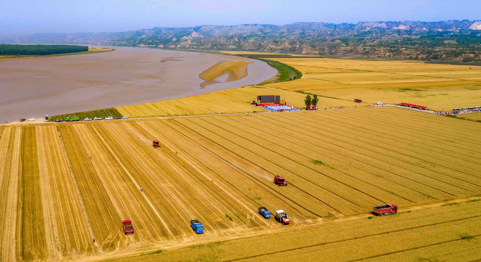 大禹渡灌区小麦丰收景象。受访者供图