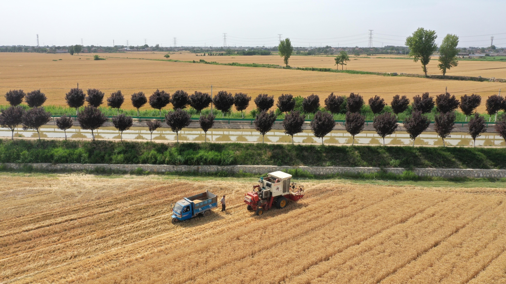 交口抽渭灌区小麦夏收。受访者供图