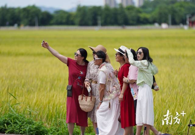 游客们在崖口村稻田前合影。