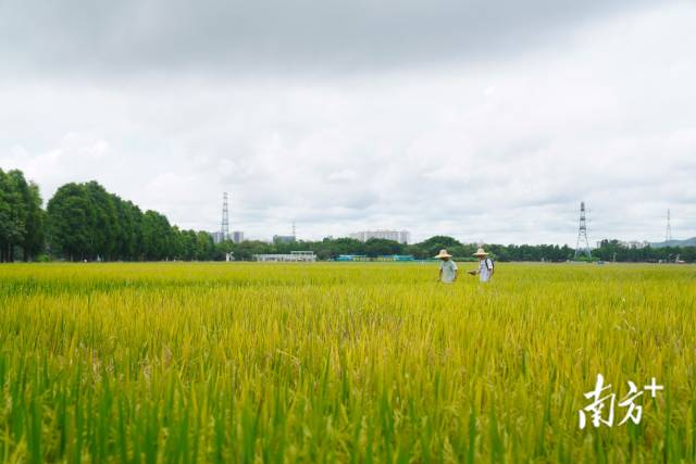文化组的两名成员正行走在稻田里。