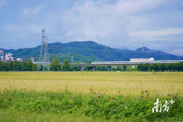 高铁掠过崖口村稻田。