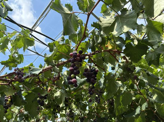 Photo taken on July 23, 2025 shows grapes independently cultivated by the Caina National Modern Agricultural Demonstration Zone in Qushui County, Lhasa, Xizang Autonomous Region. (Photo: China News Network/Zhang Dongfang)