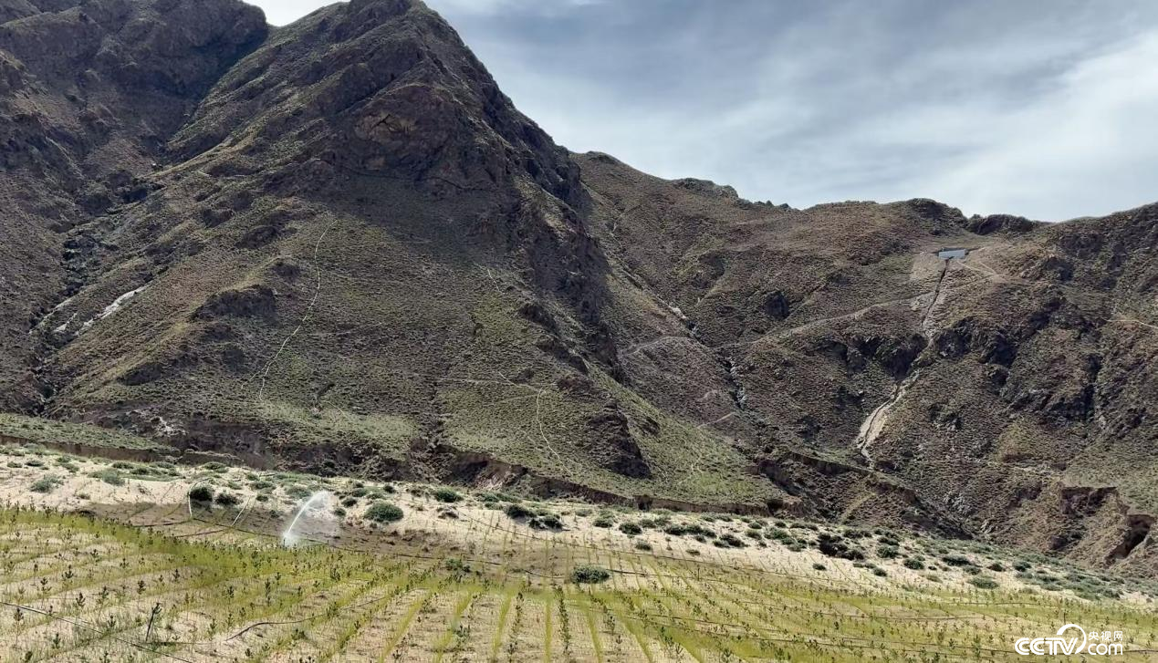 拉萨南北山绿化工程贡嘎段11号片区(摄影 李婷婷)