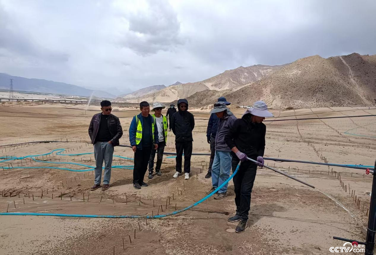 拉萨南北山绿化工程贡嘎段11号片区开展生态修复工程(主办方供图)