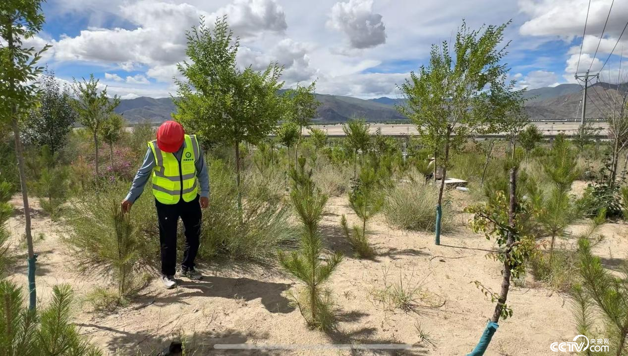 金辉在巡护树苗 (摄影 李婷婷)