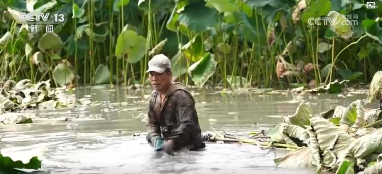 莲藕清甜 菌子飘香 特色农产品丰收为百姓餐桌增“鲜”