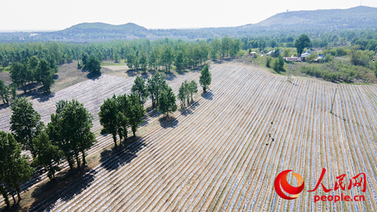 蒿柳养蚕试验田。人民网记者 邱宇哲摄