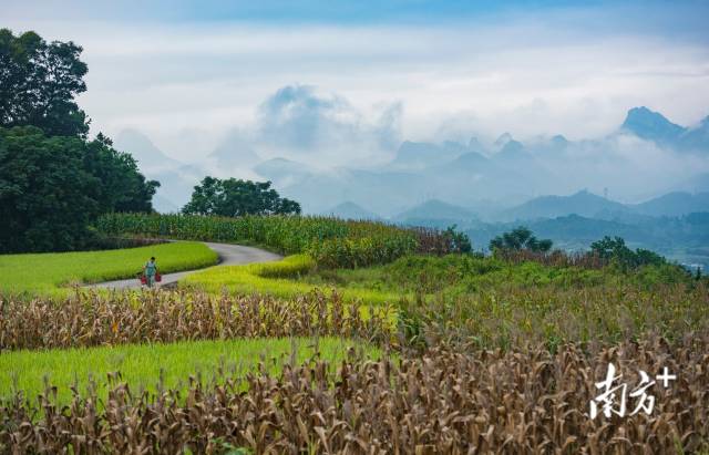 广东清远连州市连州镇廖屋村附近，乡村小道蜿蜒在黄绿交织的农田间。南方+拍客 黄慧诚 摄