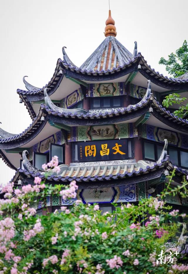 广州余荫山房内各色紫薇花错落盛开，与古朴典雅的园林建筑相得益彰。南方+记者 吴伟洪 摄