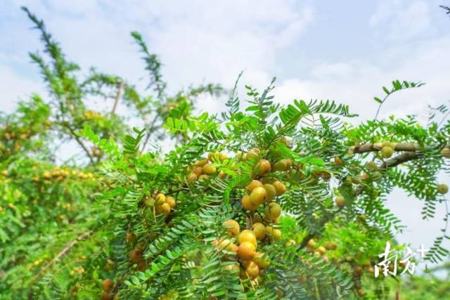 广东普宁云落镇甜油柑，入口清甜、喉底留甘。南方+记者 陈憧炜 程羽 摄