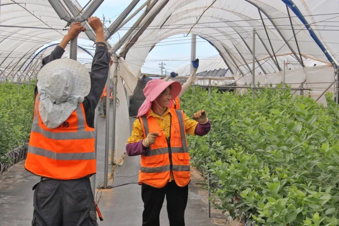工人在蓝莓产业园工作 图源：云南日报.jpg
