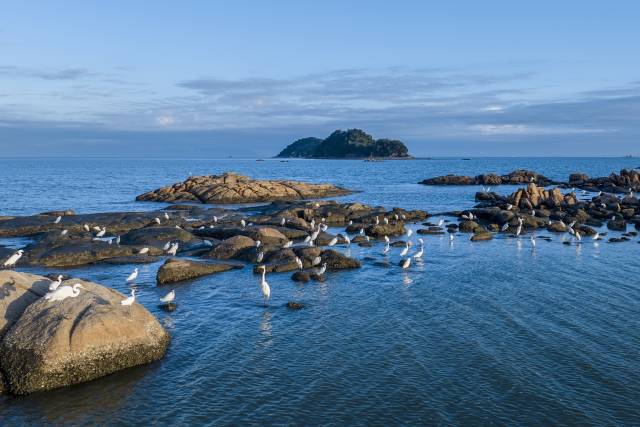 广东珠海唐家湾海域岩石上，成群的鸟儿在休息。南方+记者 周家侨 摄