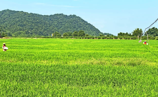 广东韶关一处稻田中，农户正在施肥。南方+记者 邓瑞庭 摄