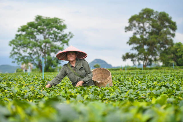 广东清远的英德红茶正致力于打造百亿级农业产业。 南方+记者 曾亮超 摄