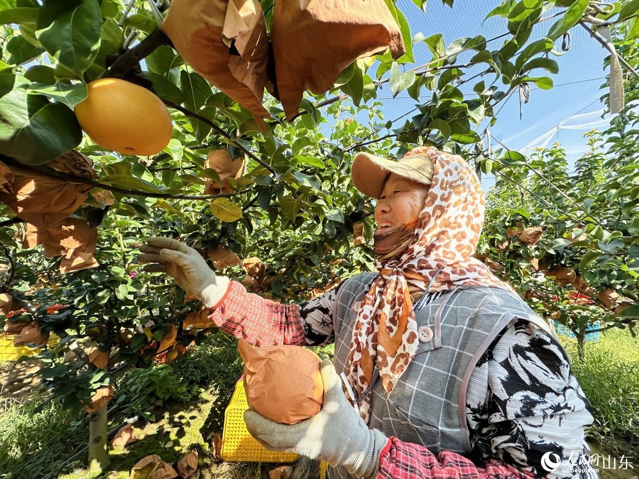 左彦玲正在采摘自家地里的秋月梨。人民网 乔姝摄