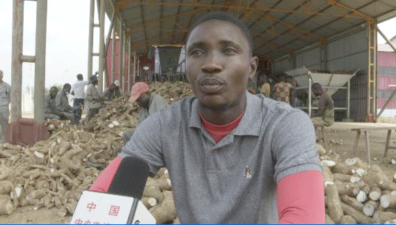 共筑金色梦想丨中国技术为刚果（布）开“粮”方：“这是最优质的木薯粉”