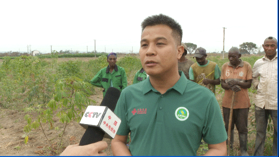 共筑金色梦想丨中国技术为刚果（布）开“粮”方：“这是最优质的木薯粉”