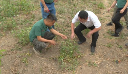 共筑金色梦想丨中国技术为刚果（布）开“粮”方：“这是最优质的木薯粉”
