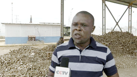 共筑金色梦想丨中国技术为刚果（布）开“粮”方：“这是最优质的木薯粉”