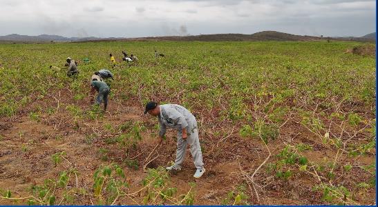 共筑金色梦想丨中国技术为刚果（布）开“粮”方：“这是最优质的木薯粉”