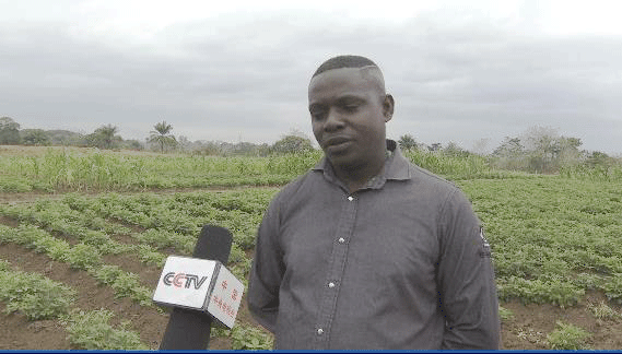 共筑金色梦想丨中国技术为刚果（布）开“粮”方：“这是最优质的木薯粉”