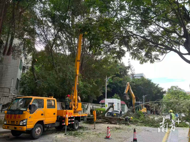台风来临前，园林部门工作人员正在对树枝进行裁剪。受访者供图