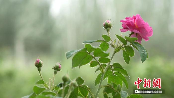 一花一世界,这座沙漠边缘的城市做足“花”样文章