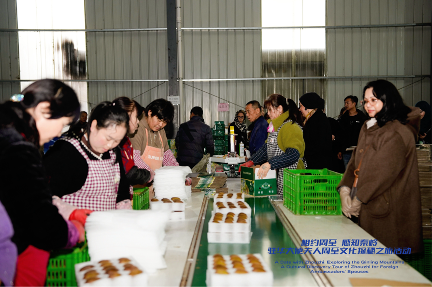 从秦岭沃土到“丝路甜果” 驻华大使夫人见证中国乡村产业振兴之路_fororder_图片39