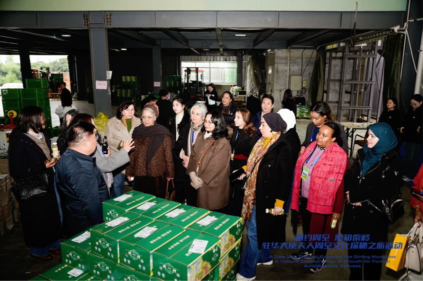 从秦岭沃土到“丝路甜果” 驻华大使夫人见证中国乡村产业振兴之路_fororder_图片41