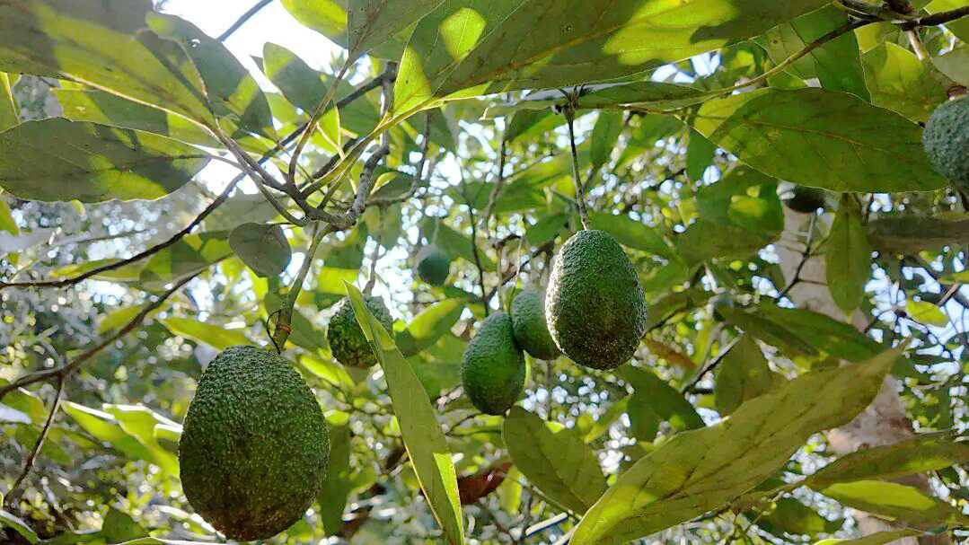 1762221974425951.jpg 21.jpg