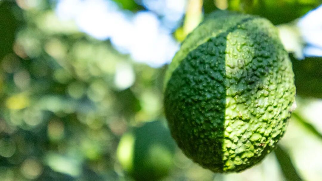 1762221986498790.jpg 23.jpg